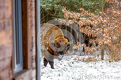 European bisonÂ in the BiaÅ‚owieza Forest in winter day Stock Photo